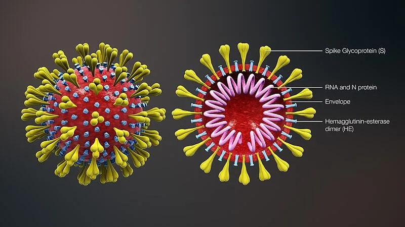 3D medical animation corona virus Image
