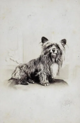 Albumen print (c. 1865) thought to be of Greyfriars Bobby