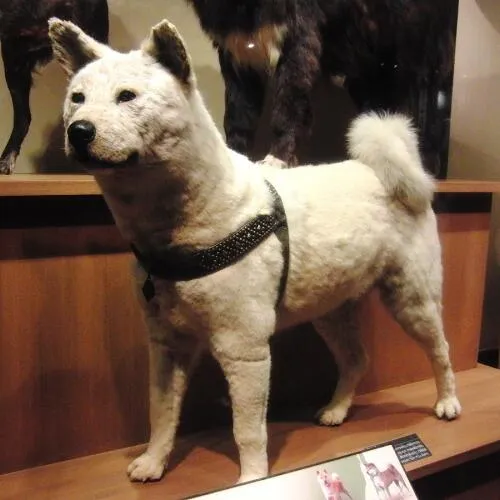 Hachiko Stuffed specimen Image