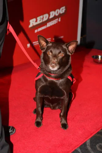 Koko at the premiere of Red Dog
