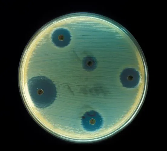Staphylococcus aureus - Antibiotics Test plate