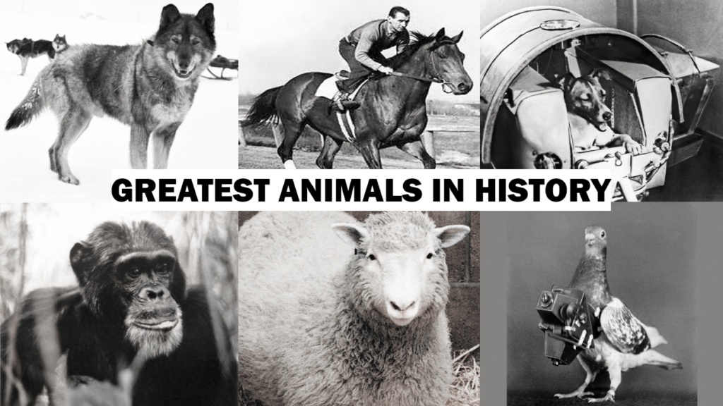 Great Animals In History