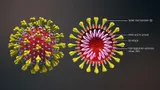 3D medical animation corona virus Image
