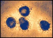 SARS Corona Virus (Family)